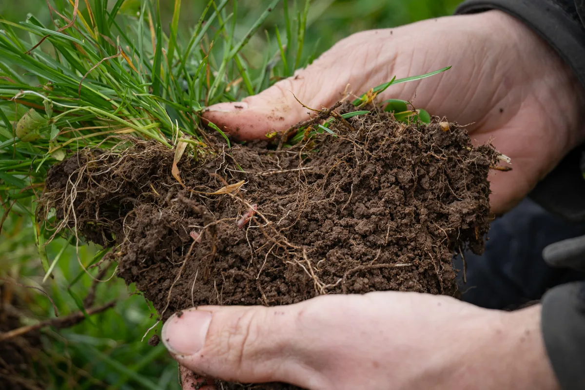 Der Humus als Grundlage von allem: lockerer, krümeliger Ackerboden, von Wurzeln durchzogen. Serie Regenerative Landwirtschaft. Zwei Hände halten ein Stück Erde in der Hand. Man sieht Wurzelwerk und einen Regenwurm.